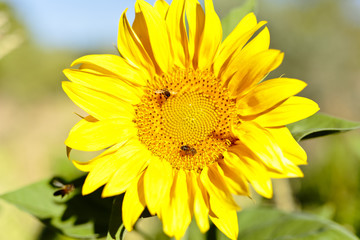Sunflower with bees in summer.