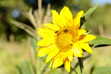 Sunflower with bees in summer.