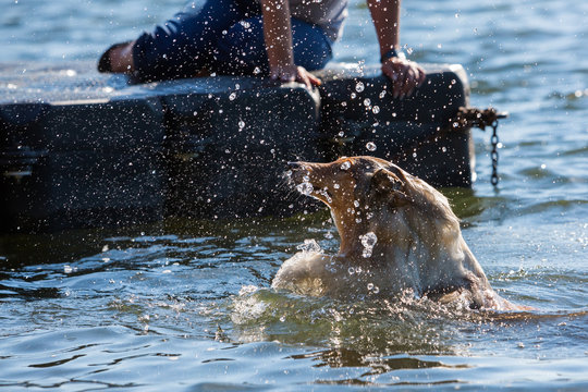 Dog Tries To Swim In The Water