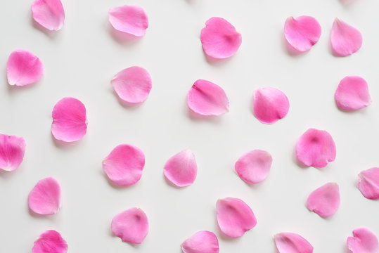 A collection of pink rose petals on a white background. Set of elegant flower petals. Top view, flat lay.