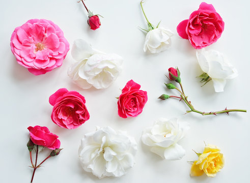 Assorted pink roses heads on white background. Roses and leaves scattered on a table, overhead view wallpaper. Flat lay, top view of flowers.