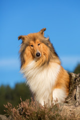 Fototapeta na wymiar portrait of a collie dog