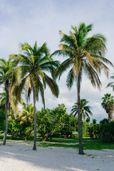 Fototapeta na wymiar Palm trees in the resort town of Varadero, Cuba