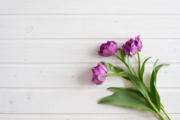 Two purple tulip on wooden background