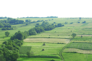 Summer forest on the hills
