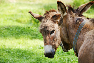Naklejka na ściany i meble Donkeys on green grass background