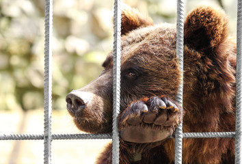Bear in the cage, closeup