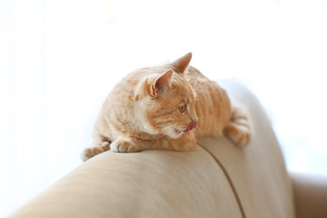 Cute cat on back of coach