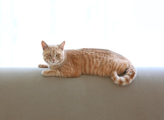 Cute cat on back of coach