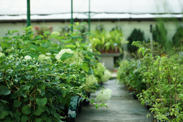 Beautiful garden plants in pots