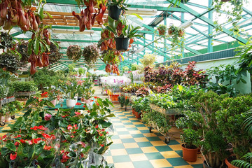 Beautiful plants in pots