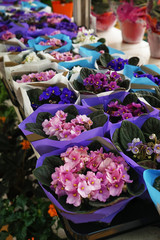 Beautiful flowers in pots