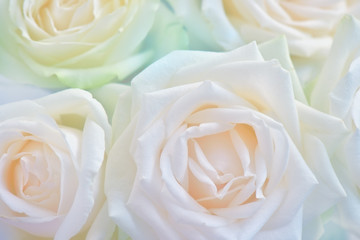 Close up of white rose. Abstract flower background. Flowers made with color filters