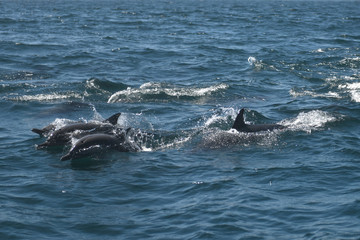 Fototapeta premium Bottlenose Dolphins