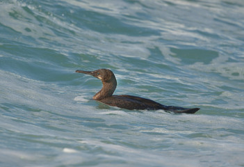 Brandt cormorant surfing waves 