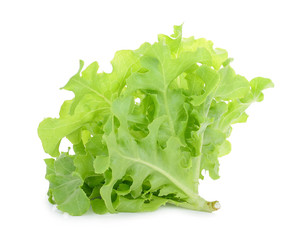 Green oak lettuce isolated on white