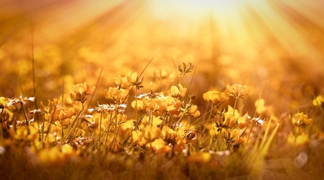 Fototapeta Yellow flowers - buttercup in meadow lit by sun 