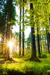 Naklejka premium Polana w lesie o wschodzie słońca