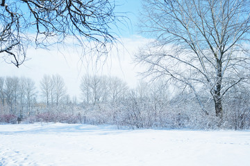 Fototapeta premium Winter landscape with snow