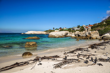 Obraz premium Beautiful Boulders Beach near Simon's Town on the Cape Peninsula near Cape Town, South Africa. It is a popular tourist stop because of a colony of African penguins which settled there in 1982.
