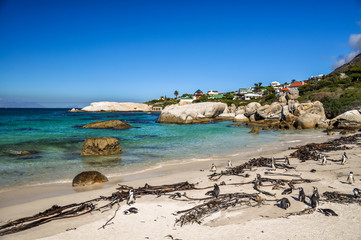 Beautiful Boulders Beach near Simon's Town on the Cape Peninsula near Cape Town, South Africa. It is a popular tourist stop because of a colony of African penguins which settled there in 1982.