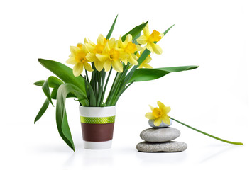 Spa stones and yellow flowers background. Spa treatment. Fresh narcissus bouquet still life in vase isolated.