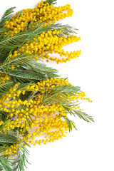 mimosa acacia yellow flower branch isolated