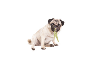 lovely pug dog puppy chewing on a weed, Cannabis sativa, leaf, isolated on white background