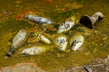 Water pollution