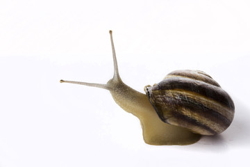 CARACOL