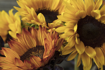 Fototapeta premium Orange and Yellow Bouquet of Sunflowers