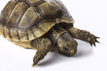 Tortuga del desierto