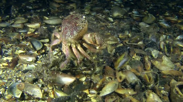 Warty crab (Eriphia verrucosa): while moving along the bottom female lays its larvae by abdomen oscillating.
