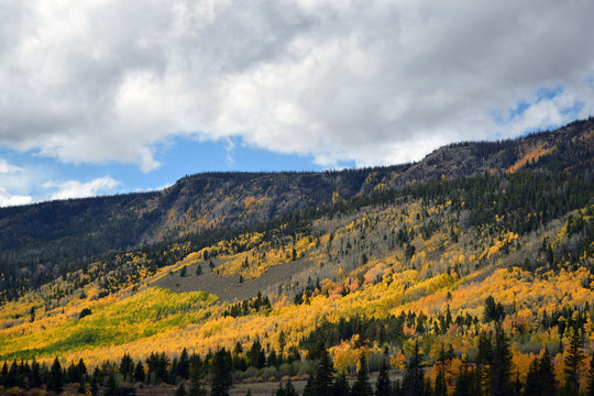 Hillside Fall Colors