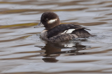 Female Buffelhead