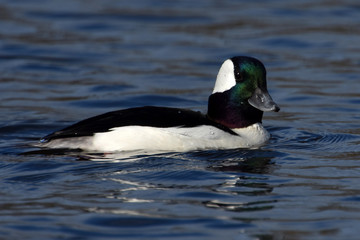 Male Buffelhead
