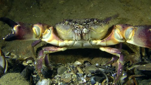 Warty crab (Eriphia verrucosa) in pose of threat, then slowly crawling out of the frame.
