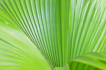 Obraz premium Green palm tree leaf as a background