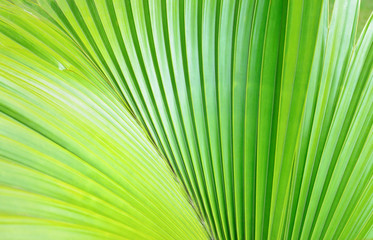 Obraz premium Texture of Green palm Leaf