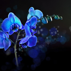 Fototapeta na wymiar Blue orchid flower background