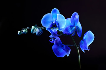 Blue orchid flower on black  background
