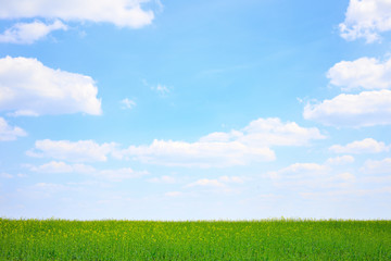 green field and blue sky landscape