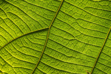Green Teak leaf