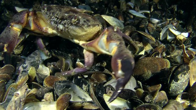 Warty crab (Eriphia verrucosa) in pose of threat, then slowly crawling out of the frame, diagonal movement.
