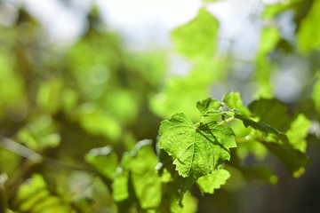 background of fresh and green leaves