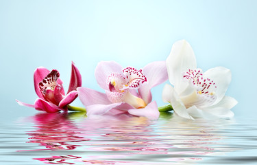 beau fond de fleur d& 39 orchidée romantique reflété dans l& 39 eau