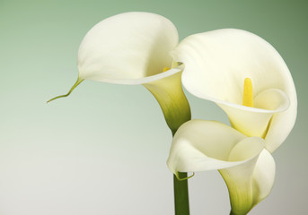 Calla Lily Flowers on a Light Green Background