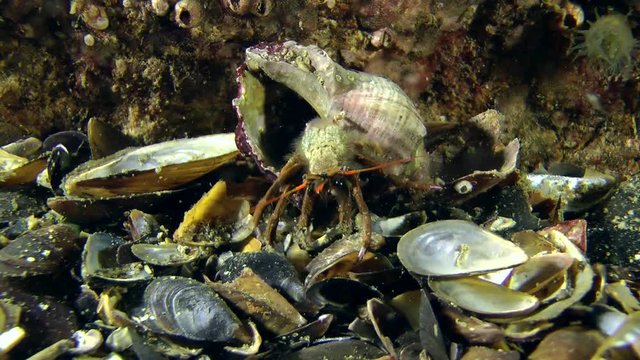 Hermit crab (Clibanarius erythropus) turns its inverted conch, wide shot.

