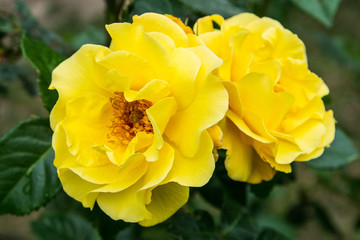 Fototapeta premium Yellow roses in the garden closeup