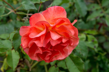 Pink rose in the garden closeup